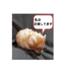 ハムスターのつぶやき（個別スタンプ：17）