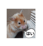 ハムスターのつぶやき（個別スタンプ：18）