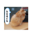 ハムスターのつぶやき（個別スタンプ：19）
