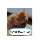 ハムスターのつぶやき（個別スタンプ：22）