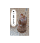 ハムスターのつぶやき（個別スタンプ：23）