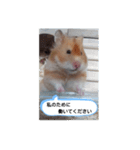ハムスターのつぶやき（個別スタンプ：24）