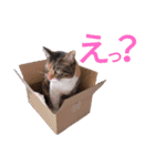 柴犬チョコ＆猫のミー＆モルモットのマルコ（個別スタンプ：1）