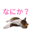 柴犬チョコ＆猫のミー＆モルモットのマルコ（個別スタンプ：2）