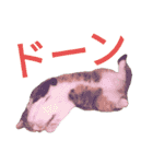 柴犬チョコ＆猫のミー＆モルモットのマルコ（個別スタンプ：3）
