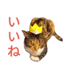 柴犬チョコ＆猫のミー＆モルモットのマルコ（個別スタンプ：4）