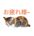柴犬チョコ＆猫のミー＆モルモットのマルコ（個別スタンプ：5）