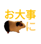 柴犬チョコ＆猫のミー＆モルモットのマルコ（個別スタンプ：6）