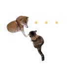 柴犬チョコ＆猫のミー＆モルモットのマルコ（個別スタンプ：7）