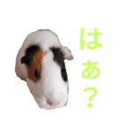 柴犬チョコ＆猫のミー＆モルモットのマルコ（個別スタンプ：8）