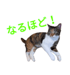 柴犬チョコ＆猫のミー＆モルモットのマルコ（個別スタンプ：9）