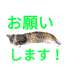 柴犬チョコ＆猫のミー＆モルモットのマルコ（個別スタンプ：10）