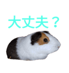柴犬チョコ＆猫のミー＆モルモットのマルコ（個別スタンプ：11）