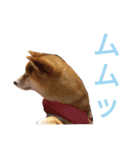 柴犬チョコ＆猫のミー＆モルモットのマルコ（個別スタンプ：12）