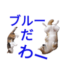 柴犬チョコ＆猫のミー＆モルモットのマルコ（個別スタンプ：13）