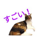 柴犬チョコ＆猫のミー＆モルモットのマルコ（個別スタンプ：15）