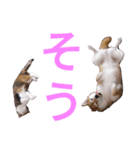 柴犬チョコ＆猫のミー＆モルモットのマルコ（個別スタンプ：16）