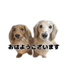 ⭐︎ハナとハク⭐︎（個別スタンプ：1）