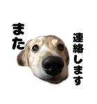 ⭐︎ハナとハク⭐︎（個別スタンプ：2）