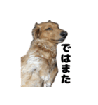 ⭐︎ハナとハク⭐︎（個別スタンプ：8）