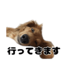 ⭐︎ハナとハク⭐︎（個別スタンプ：9）