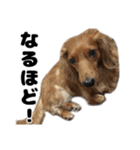 ⭐︎ハナとハク⭐︎（個別スタンプ：13）