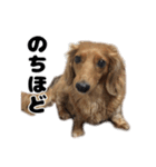 ⭐︎ハナとハク⭐︎（個別スタンプ：14）