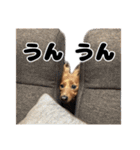 ⭐︎ハナとハク⭐︎（個別スタンプ：15）