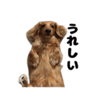 ⭐︎ハナとハク⭐︎（個別スタンプ：17）