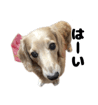 ⭐︎ハナとハク⭐︎（個別スタンプ：19）