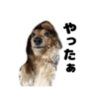 ⭐︎ハナとハク⭐︎（個別スタンプ：25）