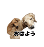 ⭐︎ハナとハク⭐︎（個別スタンプ：27）