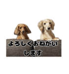 ⭐︎ハナとハク⭐︎（個別スタンプ：31）