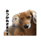 ⭐︎ハナとハク⭐︎（個別スタンプ：32）