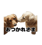 ⭐︎ハナとハク⭐︎（個別スタンプ：33）