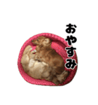 ⭐︎ハナとハク⭐︎（個別スタンプ：34）