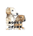 ⭐︎ハナとハク⭐︎（個別スタンプ：40）