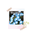 お花が好き〜（個別スタンプ：6）