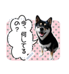 黒柴犬 の♡メッセージ♡スタンプ01 豆柴（個別スタンプ：3）