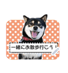 黒柴犬 の♡メッセージ♡スタンプ01 豆柴（個別スタンプ：11）