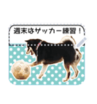 黒柴犬 の♡メッセージ♡スタンプ01 豆柴（個別スタンプ：13）