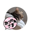 ベンガル⑤（個別スタンプ：1）