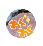 ベンガル⑤（個別スタンプ：7）