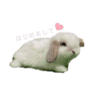 アイちゃん登場（個別スタンプ：1）