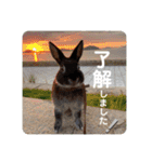 アイちゃん登場（個別スタンプ：13）