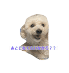 愛犬ぷぅ君の日常3（個別スタンプ：1）