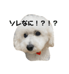 愛犬ぷぅ君の日常3（個別スタンプ：2）