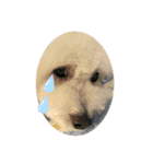 愛犬ぷぅ君の日常3（個別スタンプ：3）