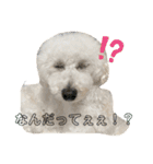 愛犬ぷぅ君の日常3（個別スタンプ：4）
