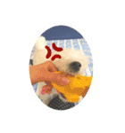 愛犬ぷぅ君の日常3（個別スタンプ：5）